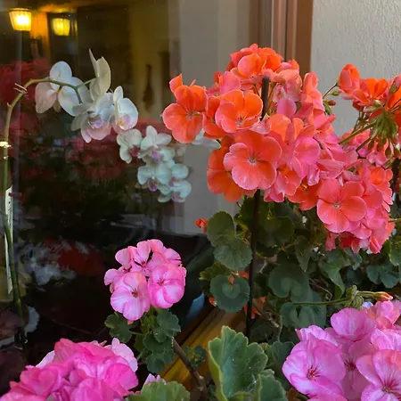 D'hotes Maribel 3* 프레셍디디에